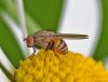 Minettia fasciata